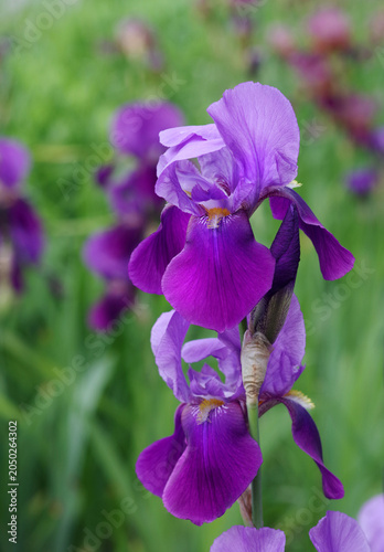 bright purple iris flowers in the garden