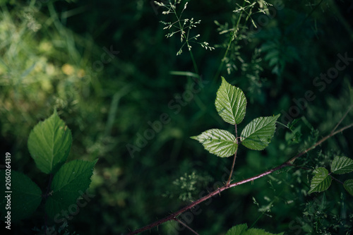 Wild blackberry branch with green leaves in dark moody forest