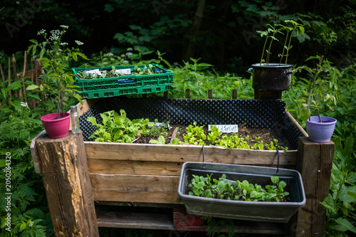Raised wooden garden bed with green vegetable seedlings outdoor