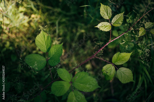 Sunlit wild raspberry leaves close up in summer woods