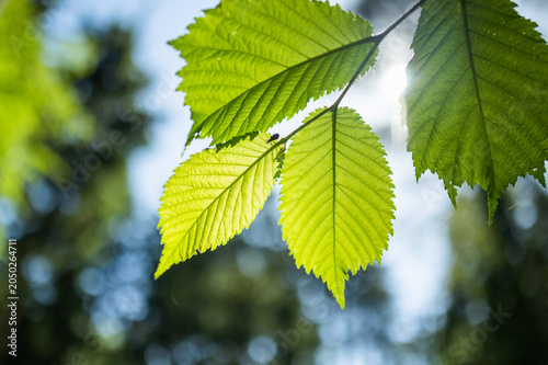 Bright green translucent leaves with veins in back light