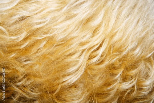 Full frame textured background of soft, wavy light blonde hair with warm golden tones