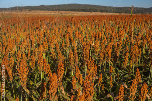 Golden Sorghum Field at Sunrise with Shallow Depth of Field and Warm Light, Ripe Agricultural Crop Landscape in Rural Countryside