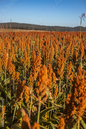 Golden Sorghum Field at Sunrise with Shallow Depth of Field and Warm Light, Ripe Agricultural Crop Landscape in Rural Countryside