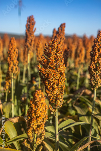 Golden Sorghum Field at Sunrise with Shallow Depth of Field and Warm Light, Ripe Agricultural Crop Landscape in Rural Countryside