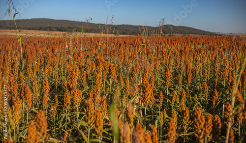 Golden Sorghum Field at Sunrise with Shallow Depth of Field and Warm Light, Ripe Agricultural Crop Landscape in Rural Countryside