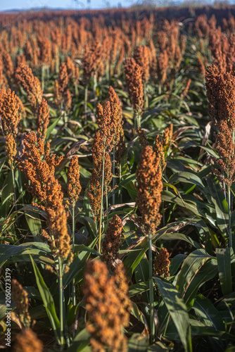 Golden Sorghum Field at Sunrise with Shallow Depth of Field and Warm Light, Ripe Agricultural Crop Landscape in Rural Countryside
