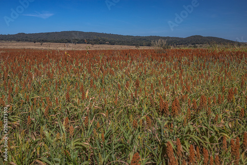 Golden Sorghum Field at Sunrise with Shallow Depth of Field and Warm Light, Ripe Agricultural Crop Landscape in Rural Countryside
