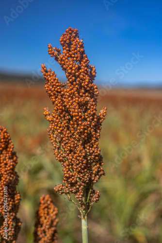 Golden Sorghum Field at Sunrise with Shallow Depth of Field and Warm Light, Ripe Agricultural Crop Landscape in Rural Countryside