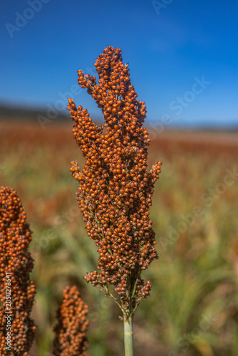 Golden Sorghum Field at Sunrise with Shallow Depth of Field and Warm Light, Ripe Agricultural Crop Landscape in Rural Countryside