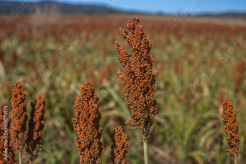 Golden Sorghum Field at Sunrise with Shallow Depth of Field and Warm Light, Ripe Agricultural Crop Landscape in Rural Countryside