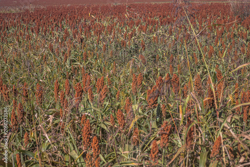 Golden Sorghum Field at Sunrise with Shallow Depth of Field and Warm Light, Ripe Agricultural Crop Landscape in Rural Countryside