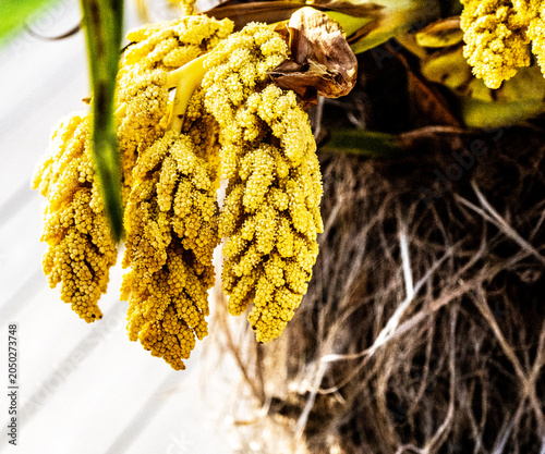 Palm tree seed pods
