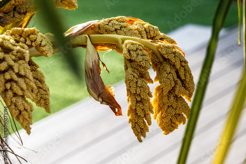 palm tree and seed pods
