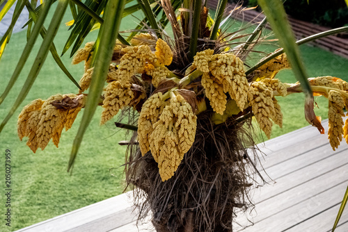 palm tree trunk and seed pods