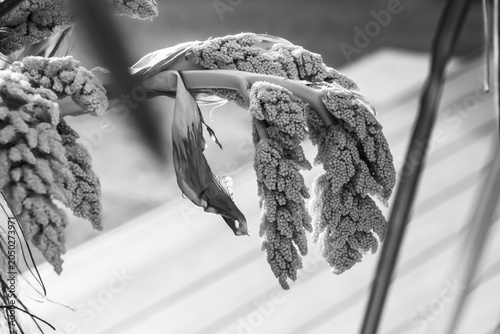 palm tree and seed pods