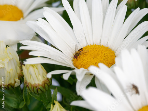 Foto Syrphe du genre Syrphus sp