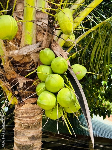 coconuts on the tree