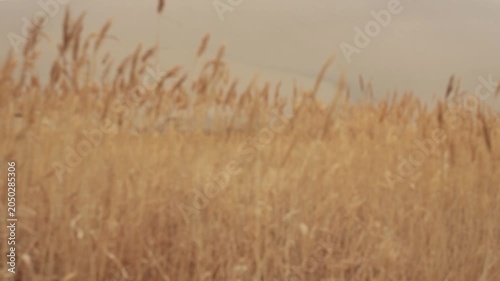 grass flower on sunset