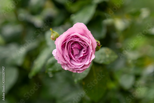 Εκτύπωση καμβά Pink rose flower with water droplets on petals in garden