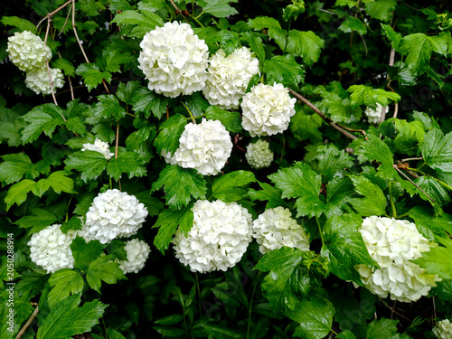 Blooming White Snowball Bush in Spring
