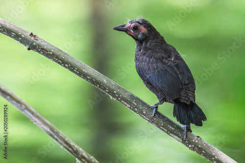 Valokuva Fledgling common grackle perched on a branch.