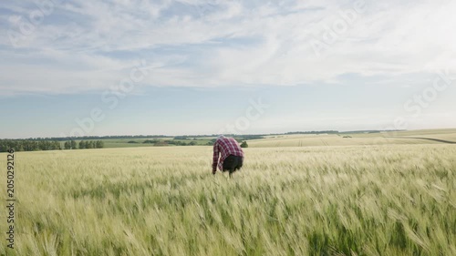 4K static tripod shot of a professional male farmer checking rye stalks on a vast agricultural field.A Caucasian agronomist in a plaid shirt carefully examines grain quality on a ripe crop field.