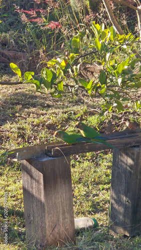 A pair of king parakeets eating at a feeder.