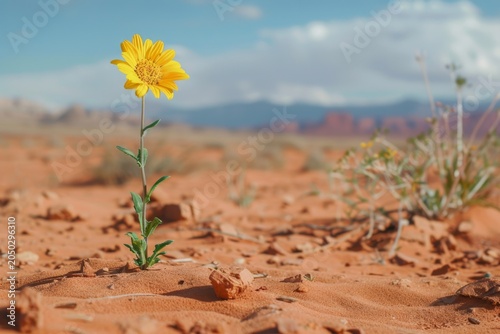 A lonely bright yellow flower blooms among the endless desert dunes