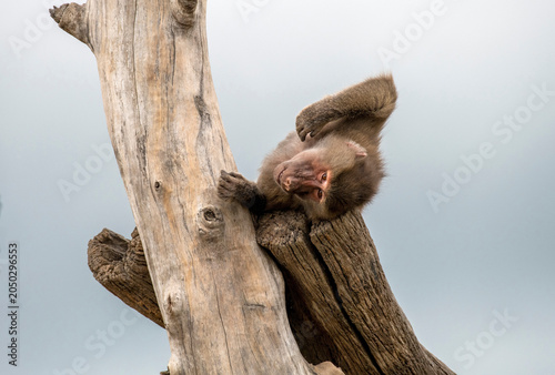 Photography Sacred Baboon (Papio hamadryas)