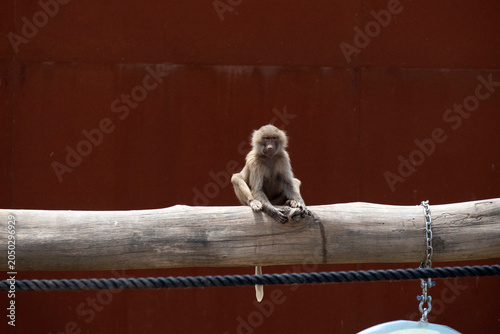 Fotografi Sacred Baboon (Papio hamadryas)