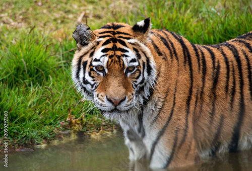 Tableau sur toile Sumatran Tiger (Panthera tigris sumatrae)