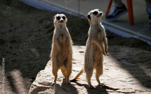 Foto Two Meerkats (Suricata suricatta)