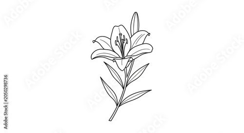 Detailed drawing of a single lily.