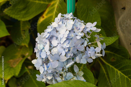 Close-up of a blue hydrangea macrophylla flower cluster with green leaves background
