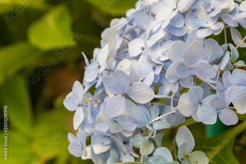 Close-up of a blue hydrangea macrophylla flower cluster with green leaves background