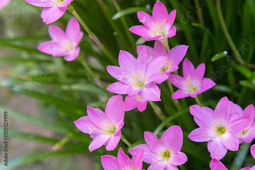 Vibrant pink Zephyranthes rosea flowers with yellow stamens in a natural outdoor setting