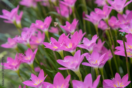 Vibrant pink Zephyranthes rosea flowers with yellow stamens in a natural outdoor setting