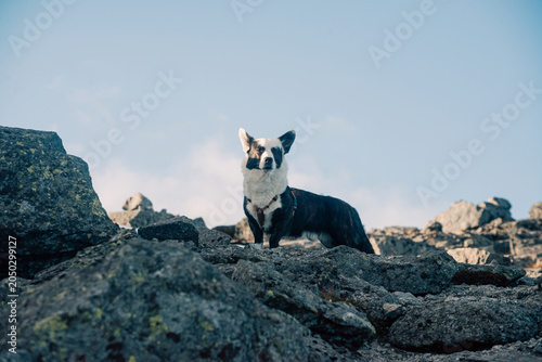 Quadro su tela Small black and white dog standing on rocky mountain ridge under pale sky
