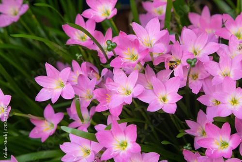 Vibrant pink Zephyranthes rosea flowers with yellow stamens in a natural outdoor setting
