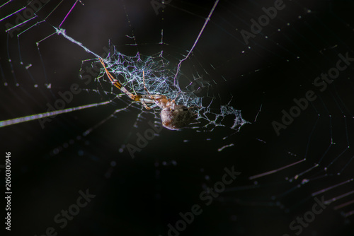 Canvastavla Araña