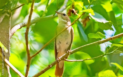 Foto The common nightingale (Luscinia megarhynchos) is one of the world's most beautiful songbirds, captured here perched on a branch and singing beautifully in the historic Hevsel Gardens of Diyarbakir