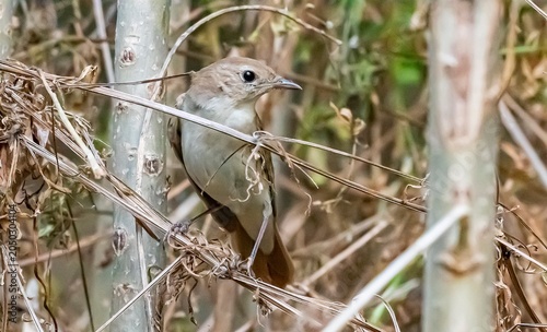 Bild auf Leinwand The common nightingale (Luscinia megarhynchos) is one of the world's most beautiful songbirds, captured here perched on a branch and singing beautifully in the historic Hevsel Gardens of Diyarbakir