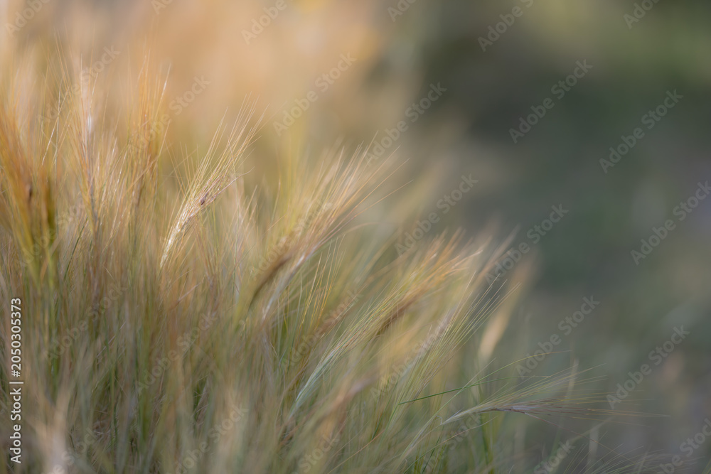 Fototapeta premium Feather-like grass seed heads glowing in warm sunlight. Natural meadow scene featuring soft focus, golden tones and elegant botanical textures.