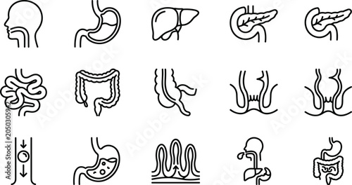 Cuadro en lienzo Set of digestive system organs and anatomy line icons.