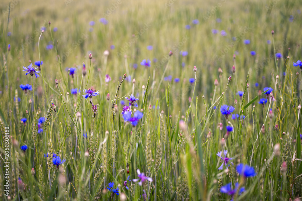 Fototapeta premium Scenic landscape of a green wheat field with wild blue cornflowers under a cloudy sky. Summer rural grain farm meadow. Organic agriculture and nature background