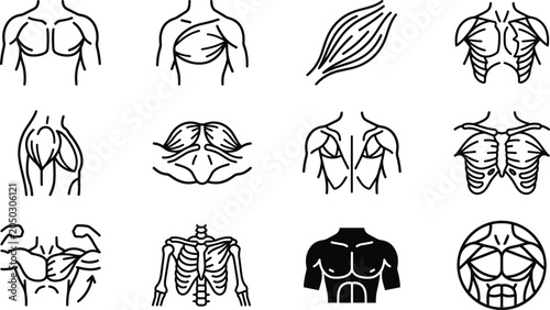 Bild auf Leinwand Set of vector chest and pectoral muscle anatomy icons.