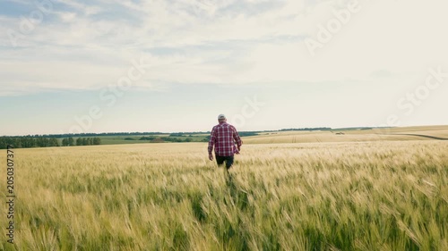 Steady 4K footage of a single worker evaluating rye ears in a sunny countryside location.Static tripod view of a focused farmer inspecting cereal plants under a bright summer sky in Ultra HD.