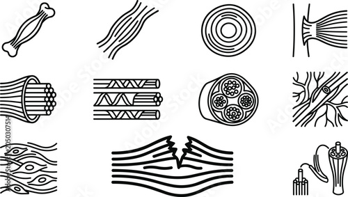 Tablou pe pânză Set of anatomical icons illustrating muscle and tissue structures