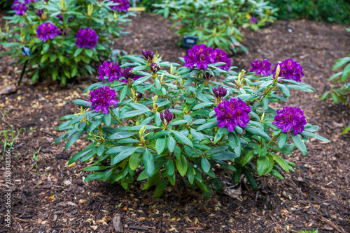 Fotografija Low shrub of deep purple rhododendron marcel menard flowers growing on a dark mulch flower bed with a black label
